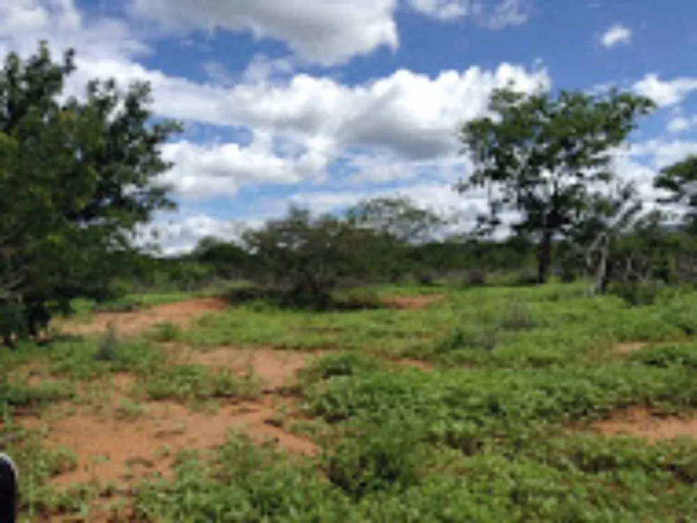Fazenda, 2574 hectares - Foto 4