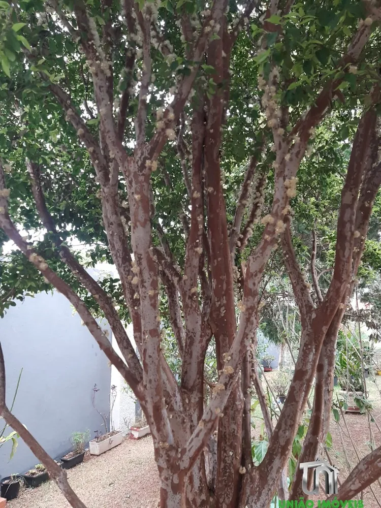 Chácara, 3 quartos - Foto 5