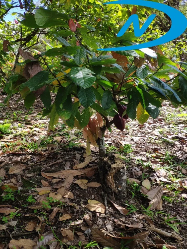 Fazenda, 130 m² - Foto 22