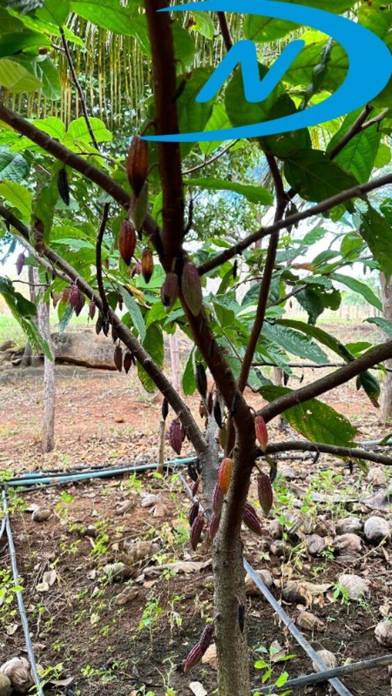 Sítio, 2 quartos - Foto 3