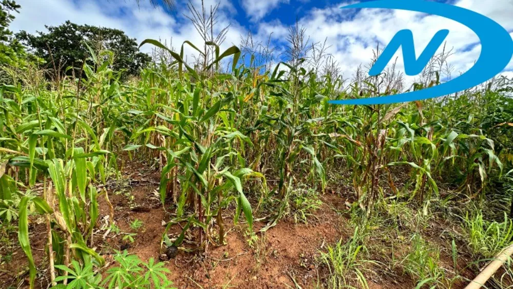 Sítio, 7 quartos, 3 m² - Foto 8