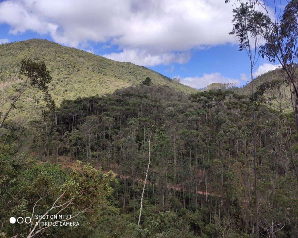 Fazenda, 250 hectares - Foto 16