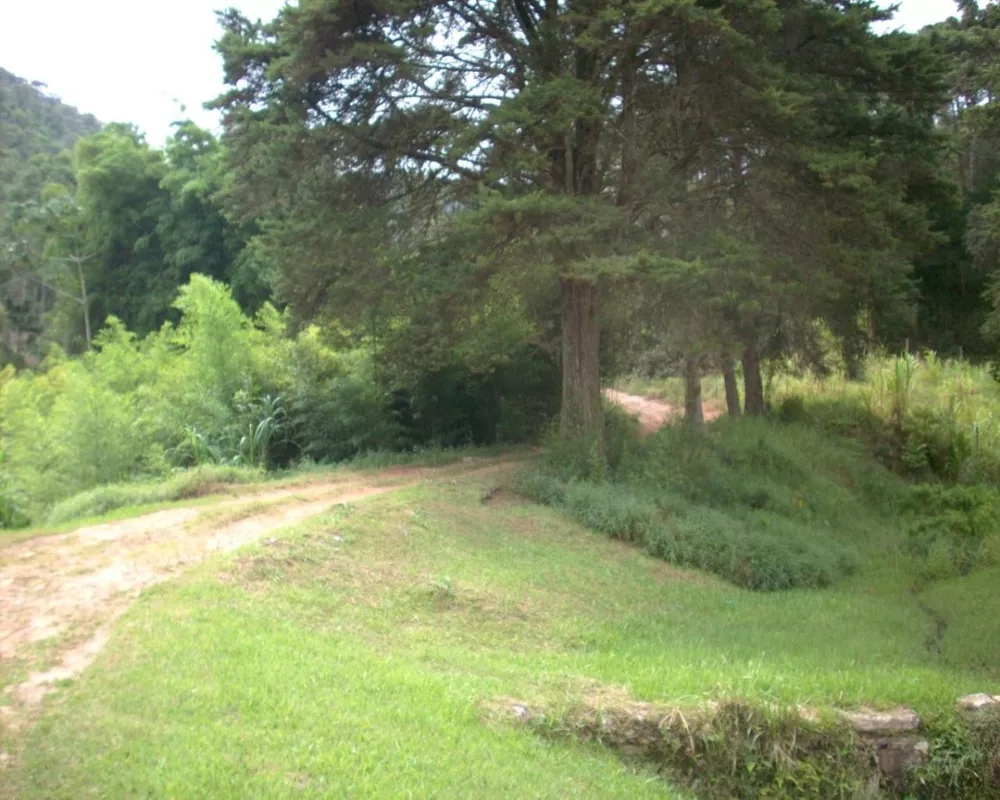 Fazenda, 250 hectares - Foto 12