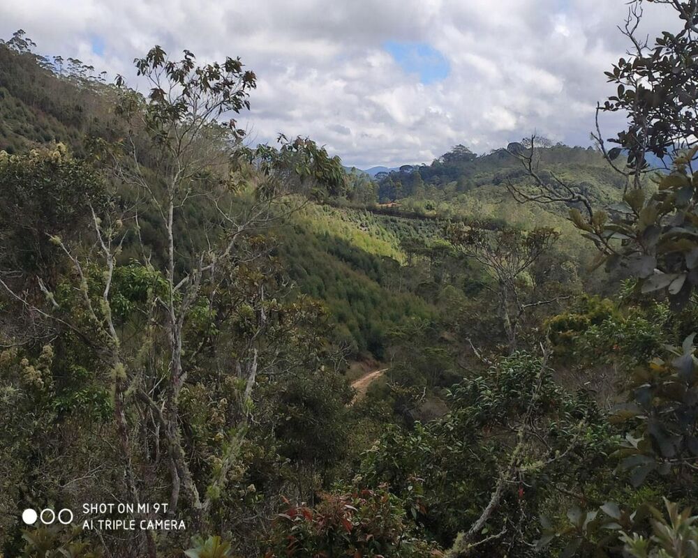 Fazenda, 250 hectares - Foto 36