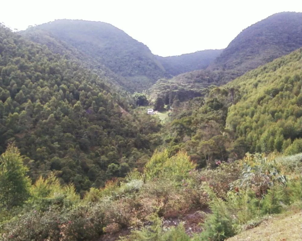 Fazenda, 250 hectares - Foto 30