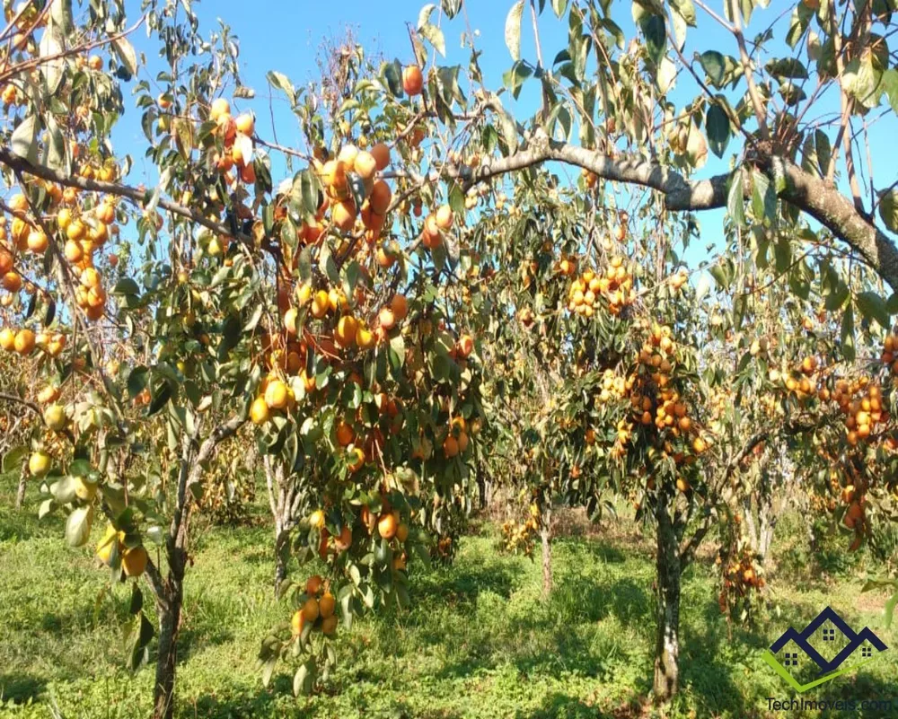 Sítio à venda - Foto 2