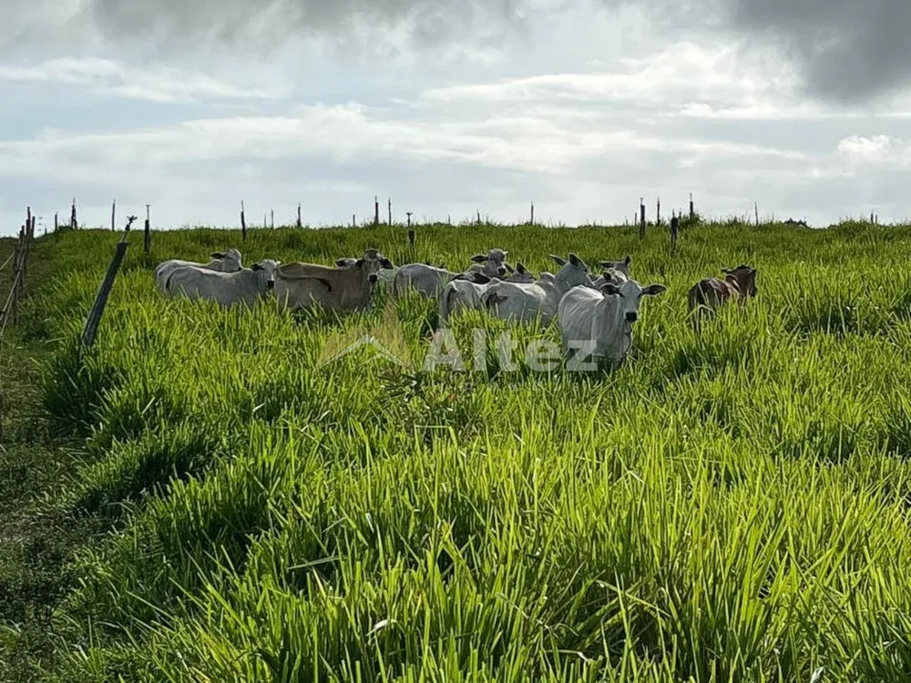 Fazenda, 587 hectares - Foto 2