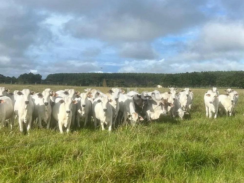 Fazenda, 587 hectares - Foto 8