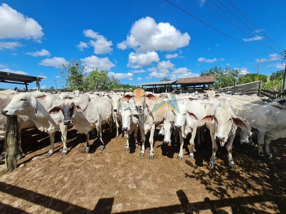 Fazenda à venda com 2 quartos, 2516800m² - Foto 3