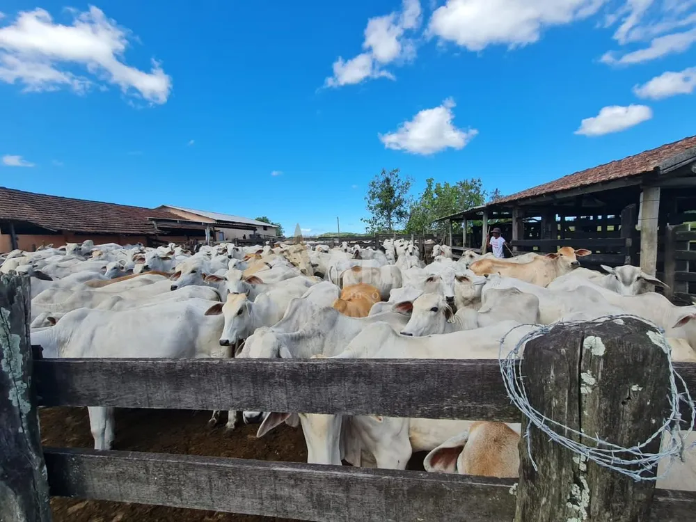 Fazenda, 252 hectares - Foto 24