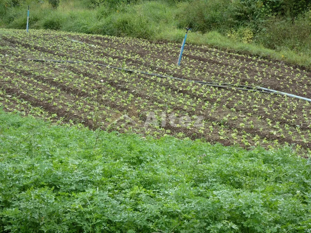 Sítio, 3 quartos, 30 hectares - Foto 51