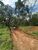 Terreno, 2 hectares - Foto 3
