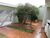 Casa, 4 quartos, 245 m² - Foto 1