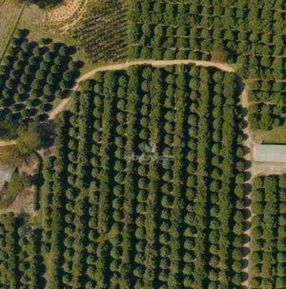 Fazenda, 24 hectares - Foto 5