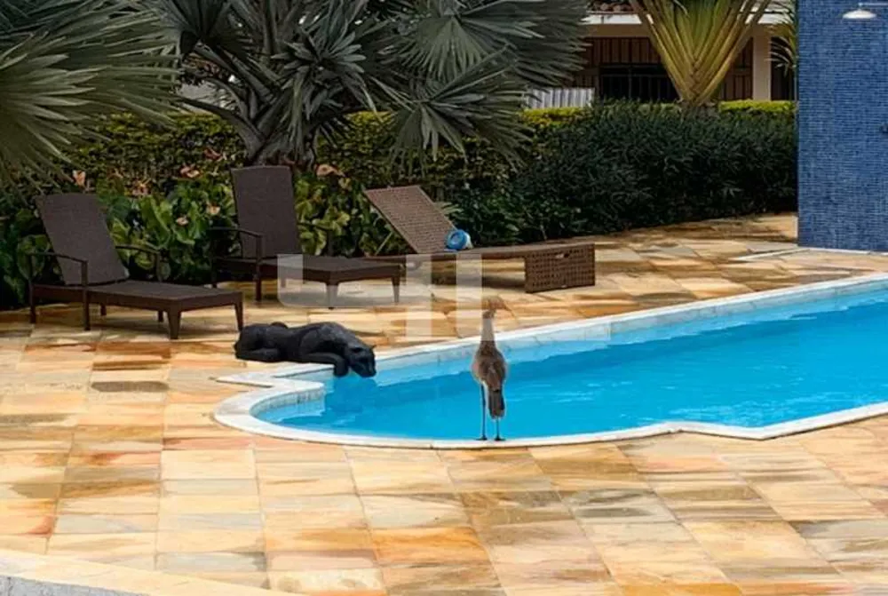 Sítio, 7 quartos, 800 m² - Foto 3