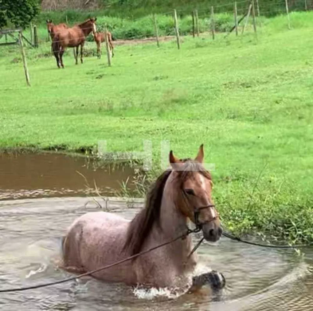 Fazenda, 8 quartos - Foto 3