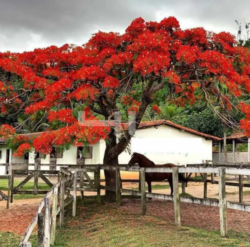Fazenda, 8 quartos - Foto 9