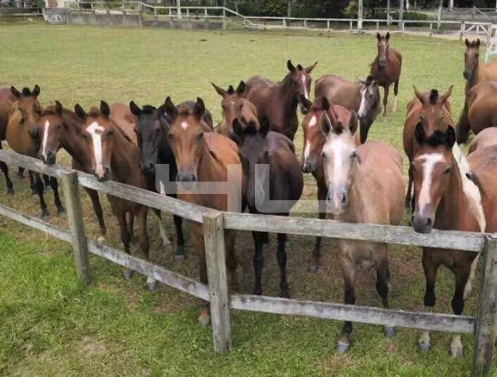 Fazenda, 8 quartos - Foto 12