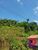 Terreno, 1 hectares - Foto 4