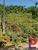 Terreno, 1 hectares - Foto 3
