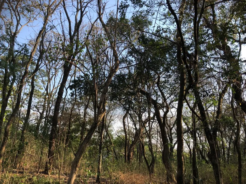 Terreno, 4000 m² - Foto 2