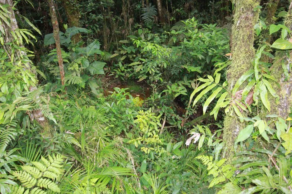 Chácara, 1 quarto, 2 hectares - Foto 4