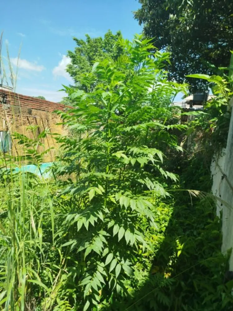Terreno, 336 m² - Foto 12