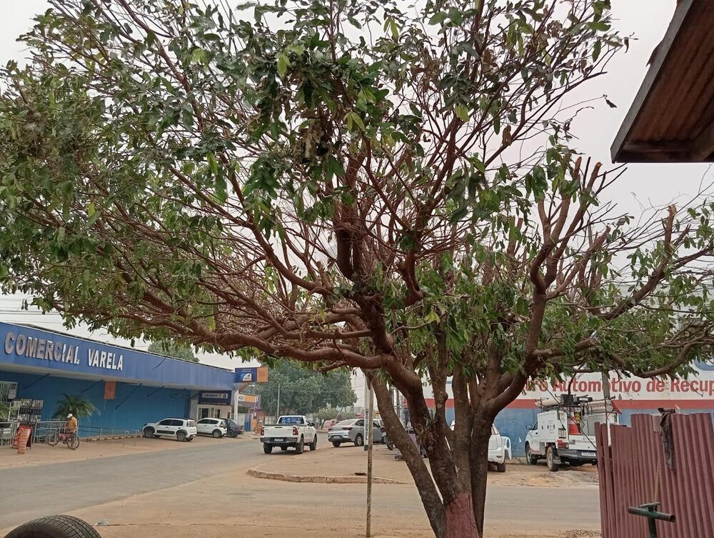 Terreno à venda - Foto 2
