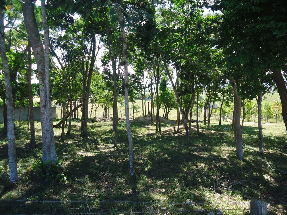 Terreno, 3 hectares - Foto 6