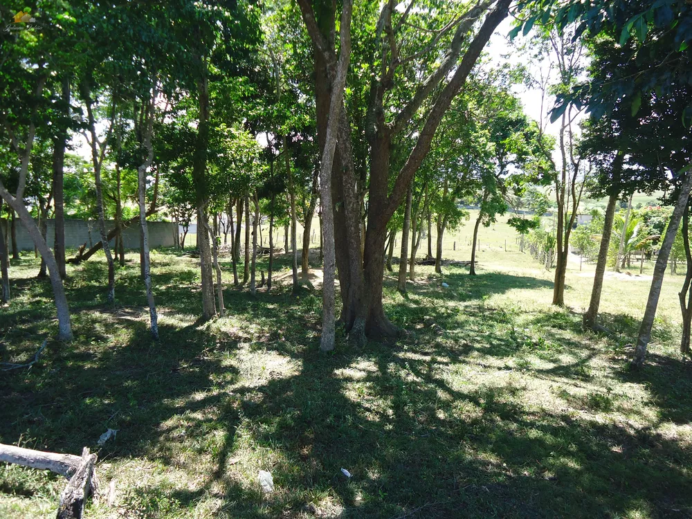 Terreno, 3 hectares - Foto 5