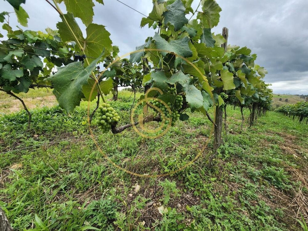 Sítio, 12 m² - Foto 4