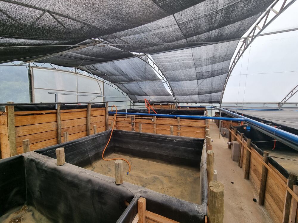 Chácara, 3 quartos, 2500 m² - Foto 12