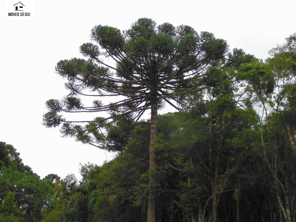 Chácara, 3 quartos, 5941 m² - Foto 16