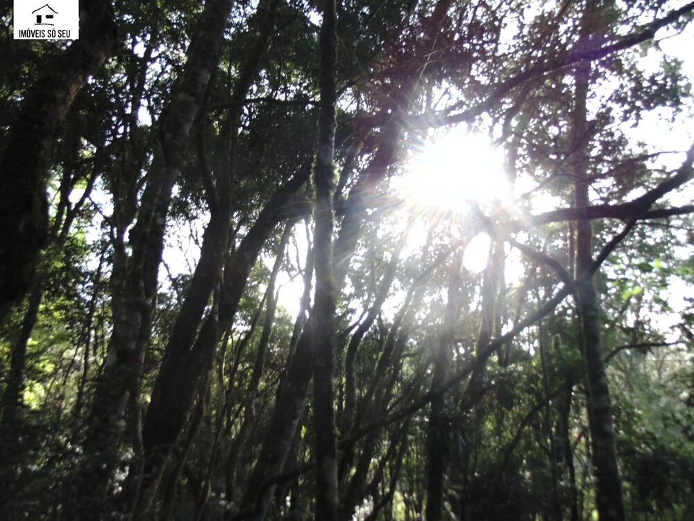 Chácara, 3 quartos, 5941 m² - Foto 4