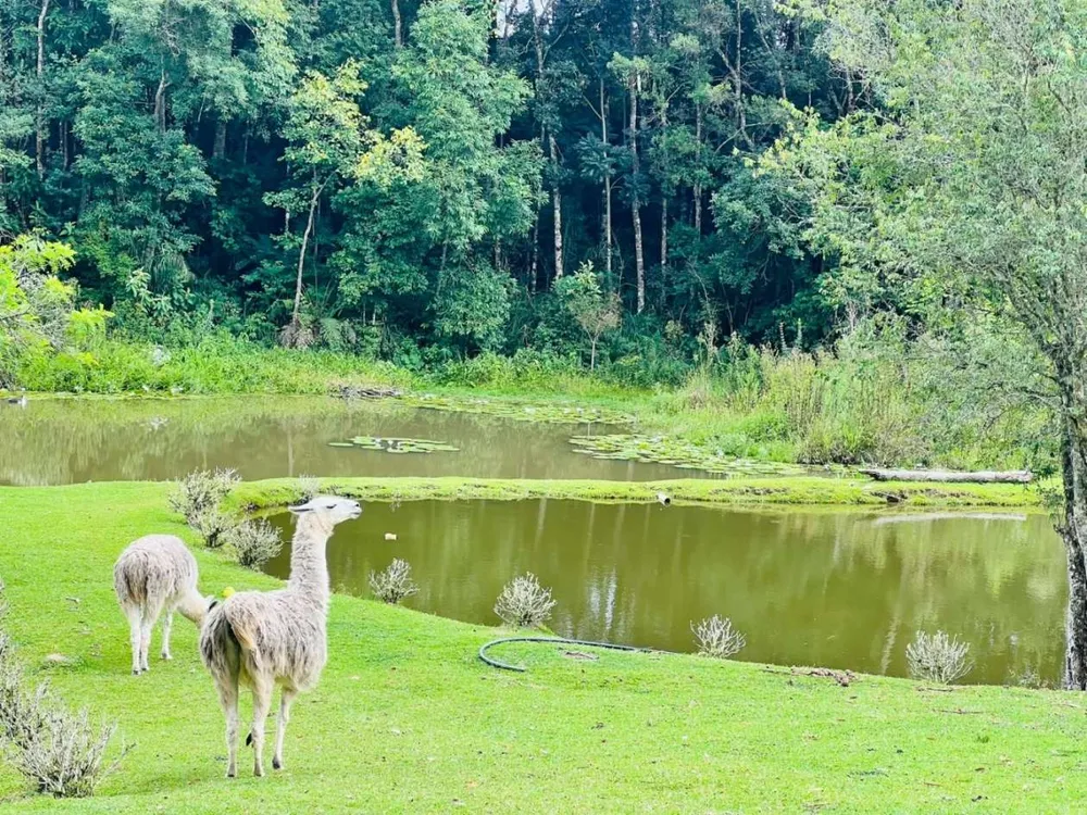 Fazenda, 2 hectares - Foto 1