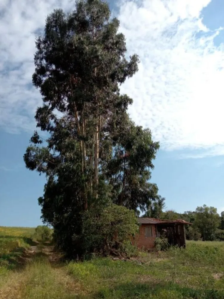 Sítio, 3 quartos, 13 hectares - Foto 1