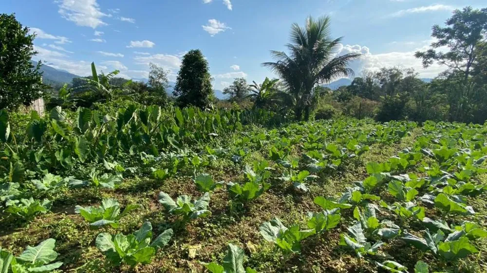 Chácara, 3 quartos, 1 hectares - Foto 11