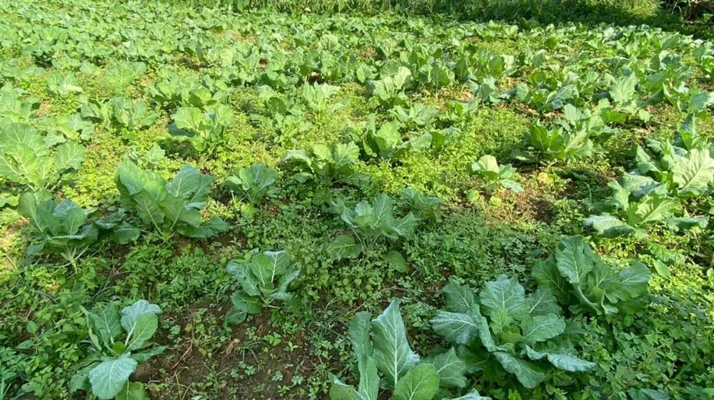 Chácara, 3 quartos, 1 hectares - Foto 7