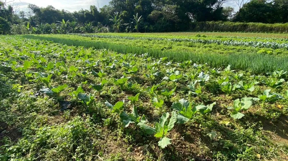 Chácara, 3 quartos, 1 hectares - Foto 10