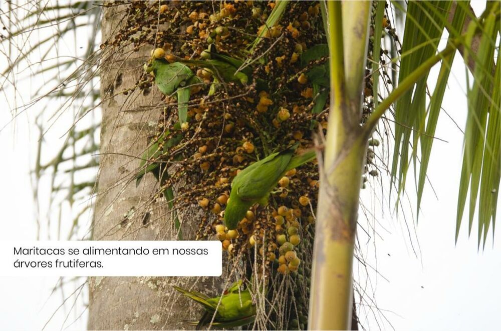 Chácara à venda com 3 quartos, 6900 - Foto 33