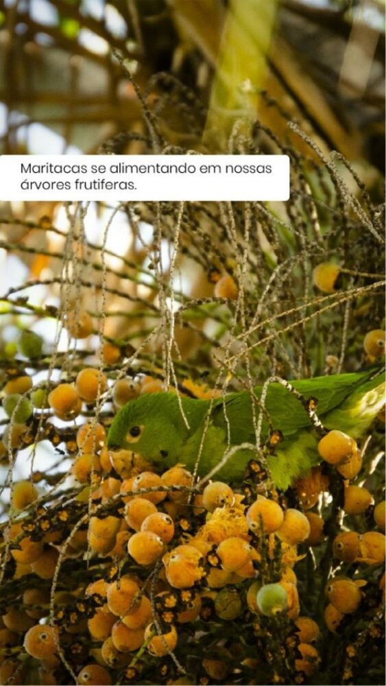 Chácara à venda com 3 quartos, 6900 - Foto 7