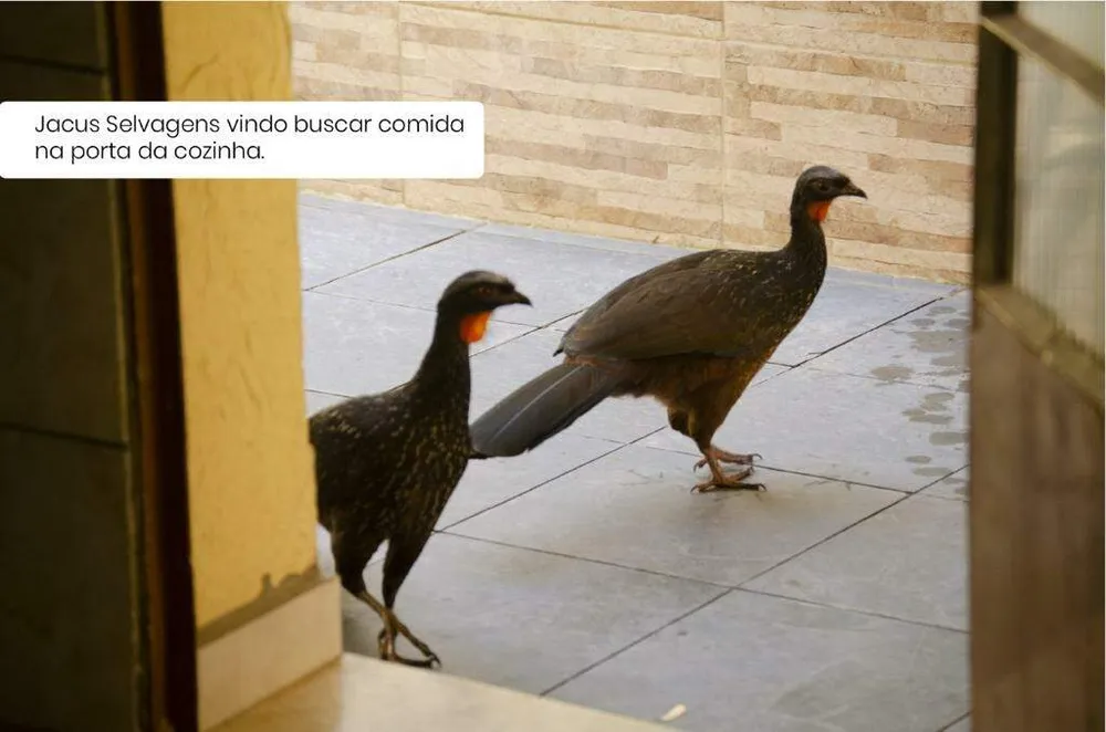 Chácara, 3 quartos - Foto 2
