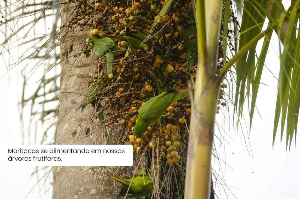 Chácara, 3 quartos - Foto 1