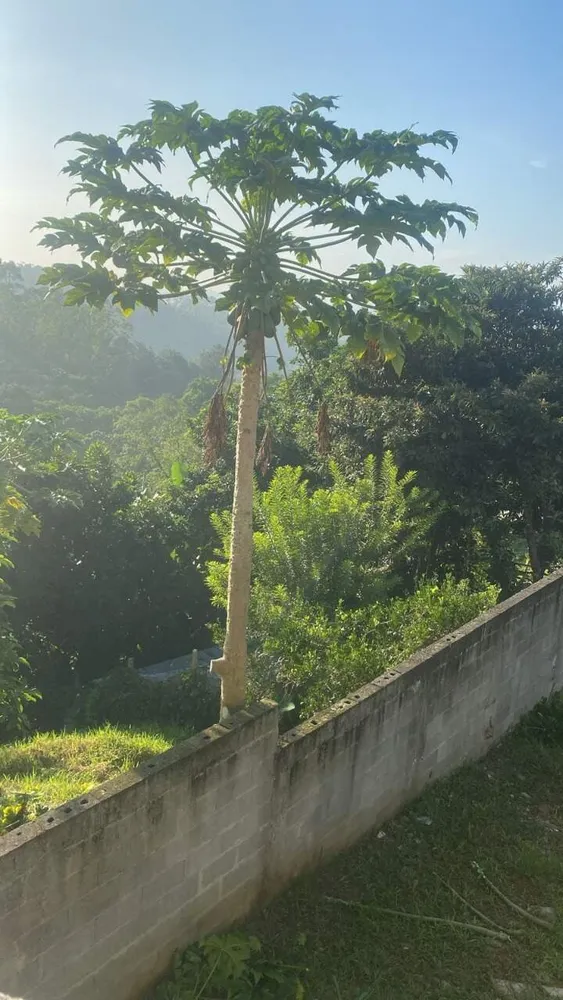 Chácara, 3 quartos, 1300 m² - Foto 4