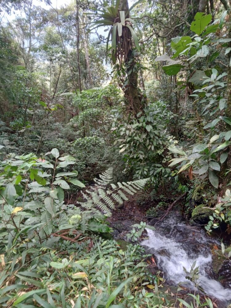Chácara à venda com 2 quartos - Foto 4