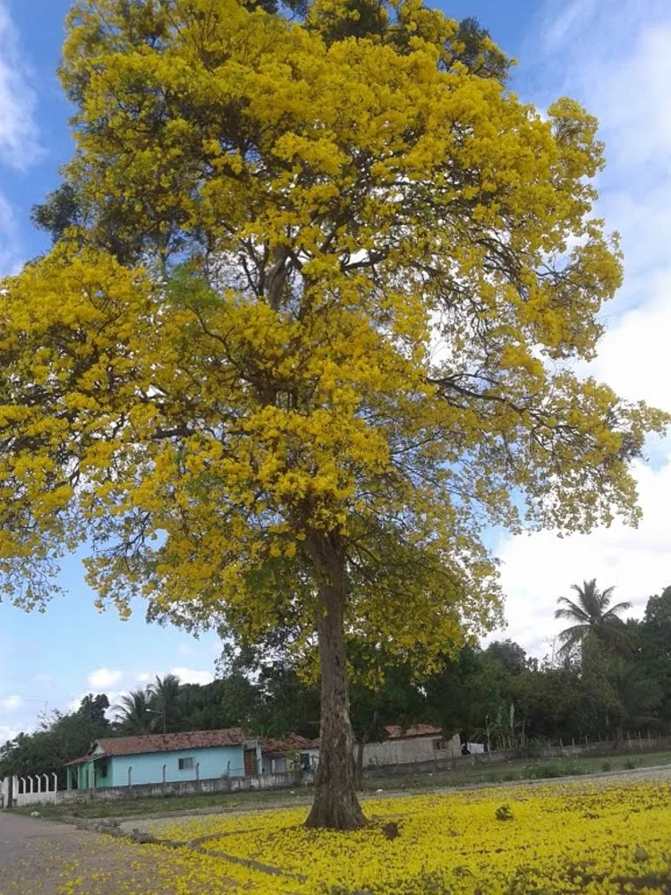 Terreno à venda, 200m² - Foto 1