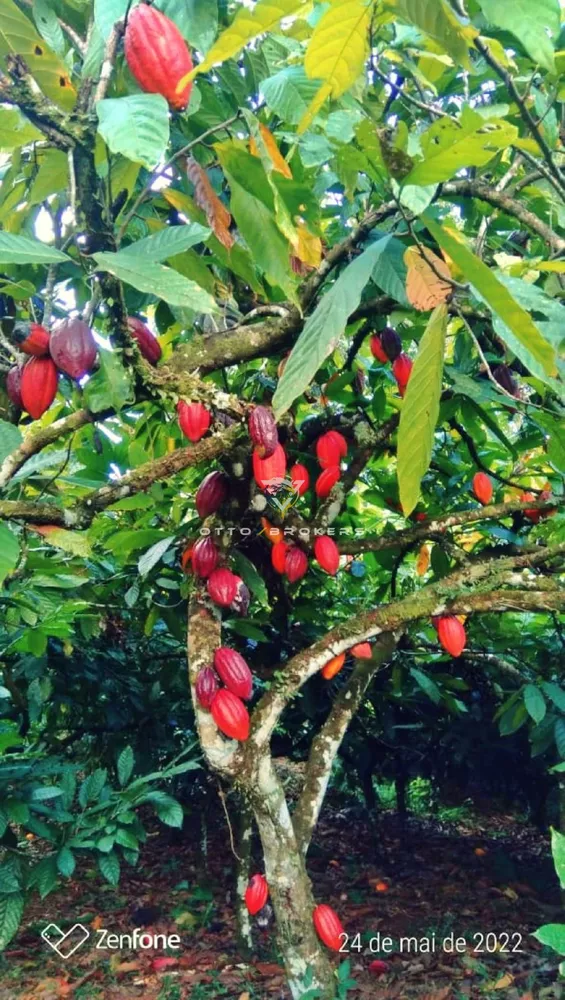 Sítio, 2 quartos, 77 m² - Foto 17