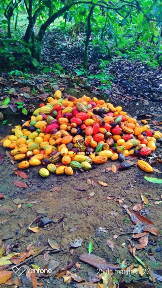 Sítio, 2 quartos, 77 m² - Foto 19