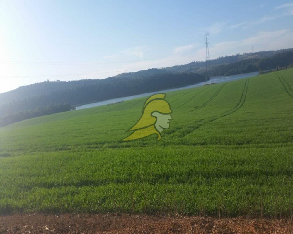 Fazenda, 288 hectares - Foto 4