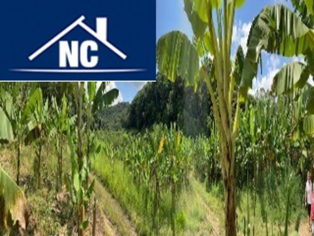 Sítio, 10 m² - Foto 13